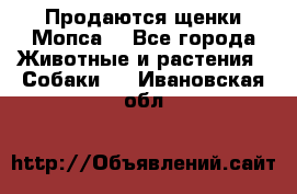 Продаются щенки Мопса. - Все города Животные и растения » Собаки   . Ивановская обл.